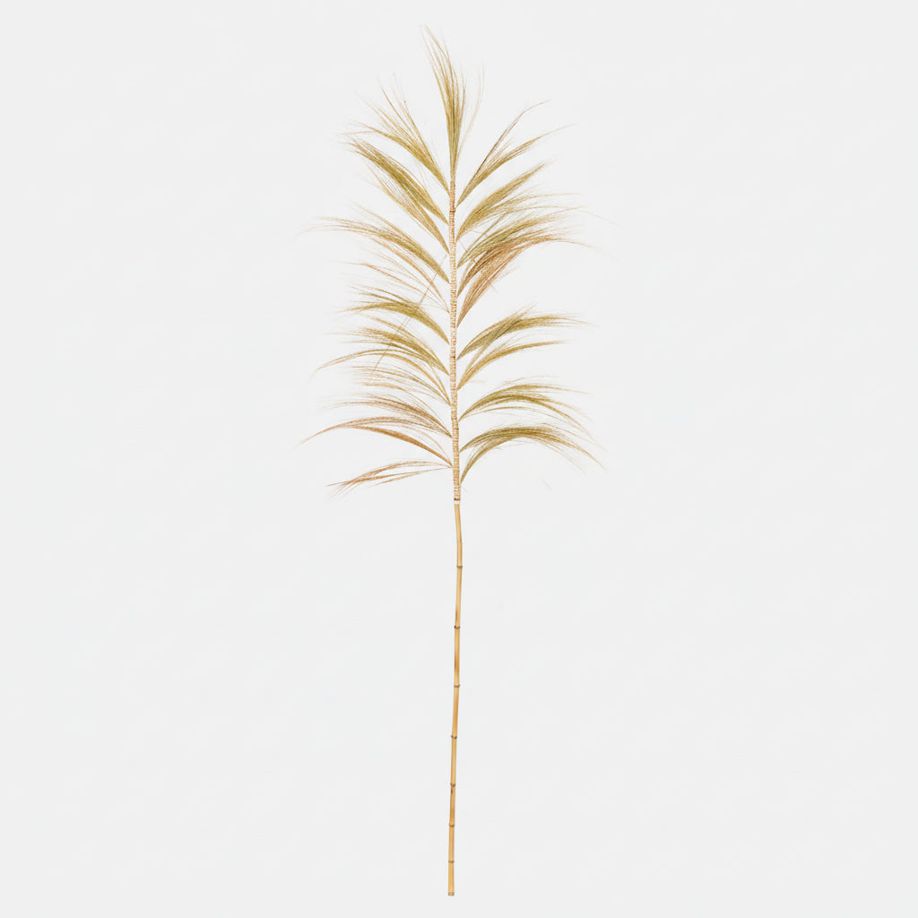 Pampa décoratif - Plumes abaca