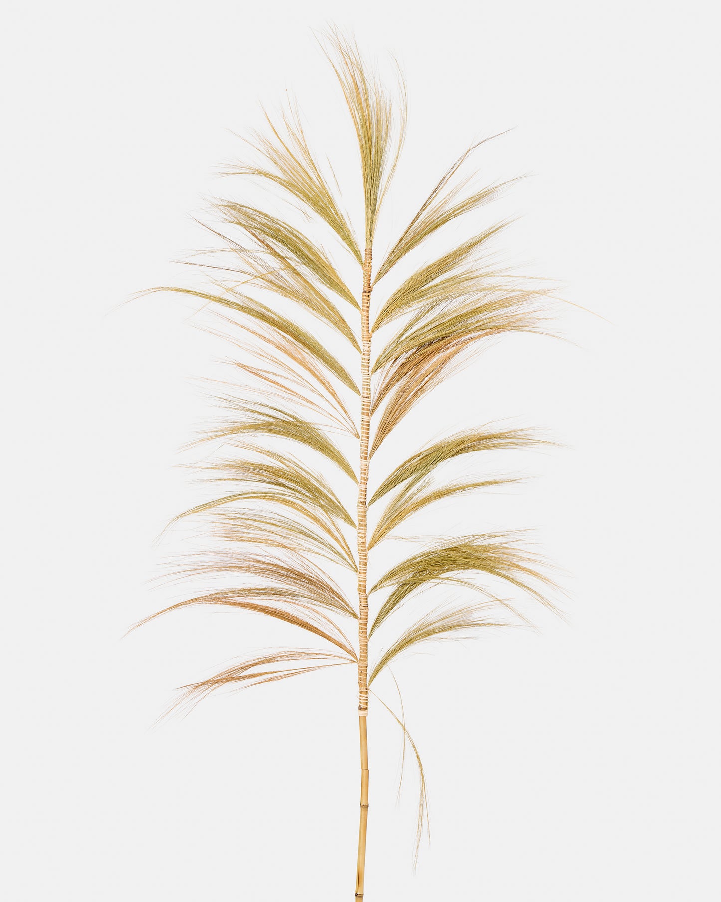 Pampa décoratif - Plumes abaca