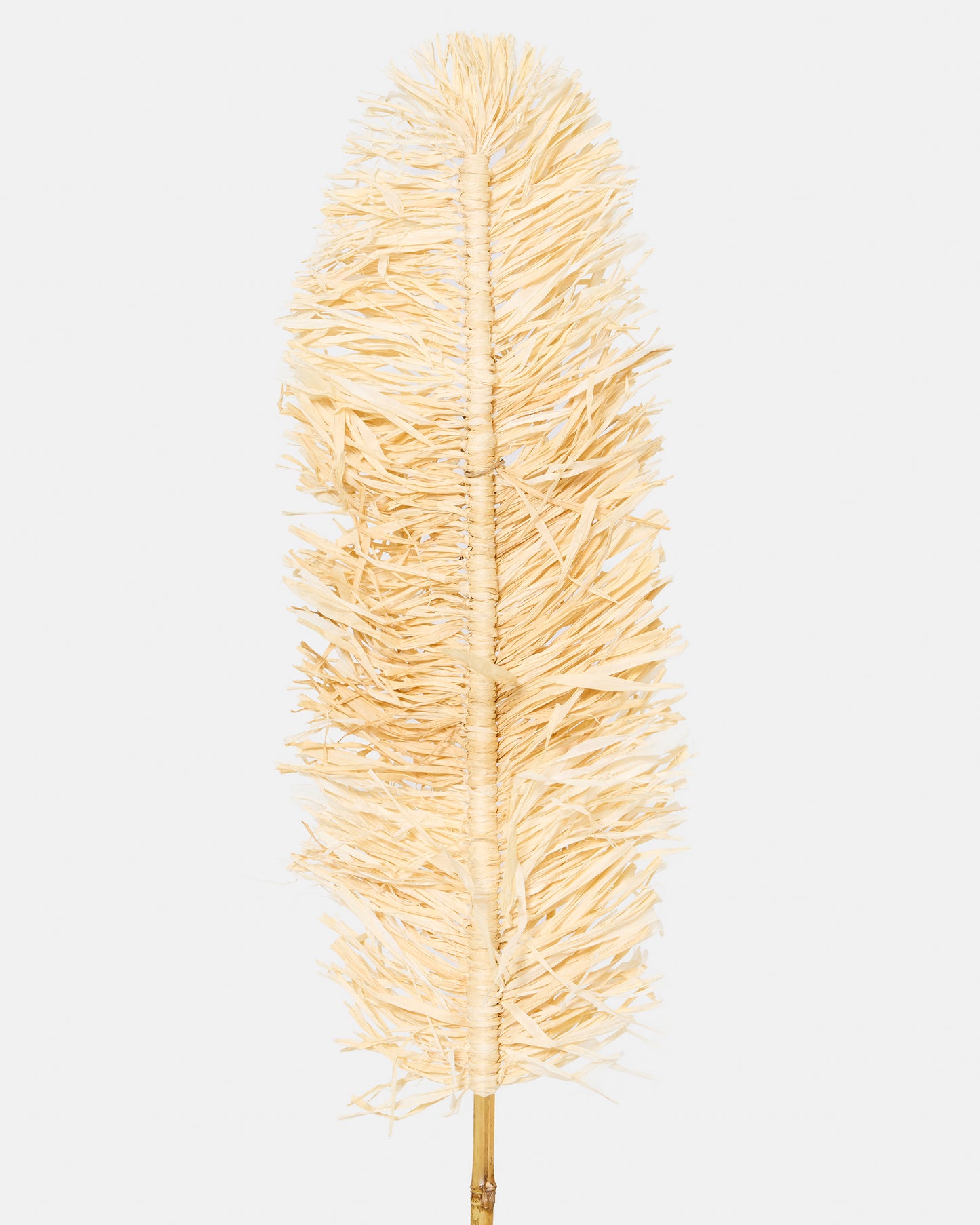 Branche sisal