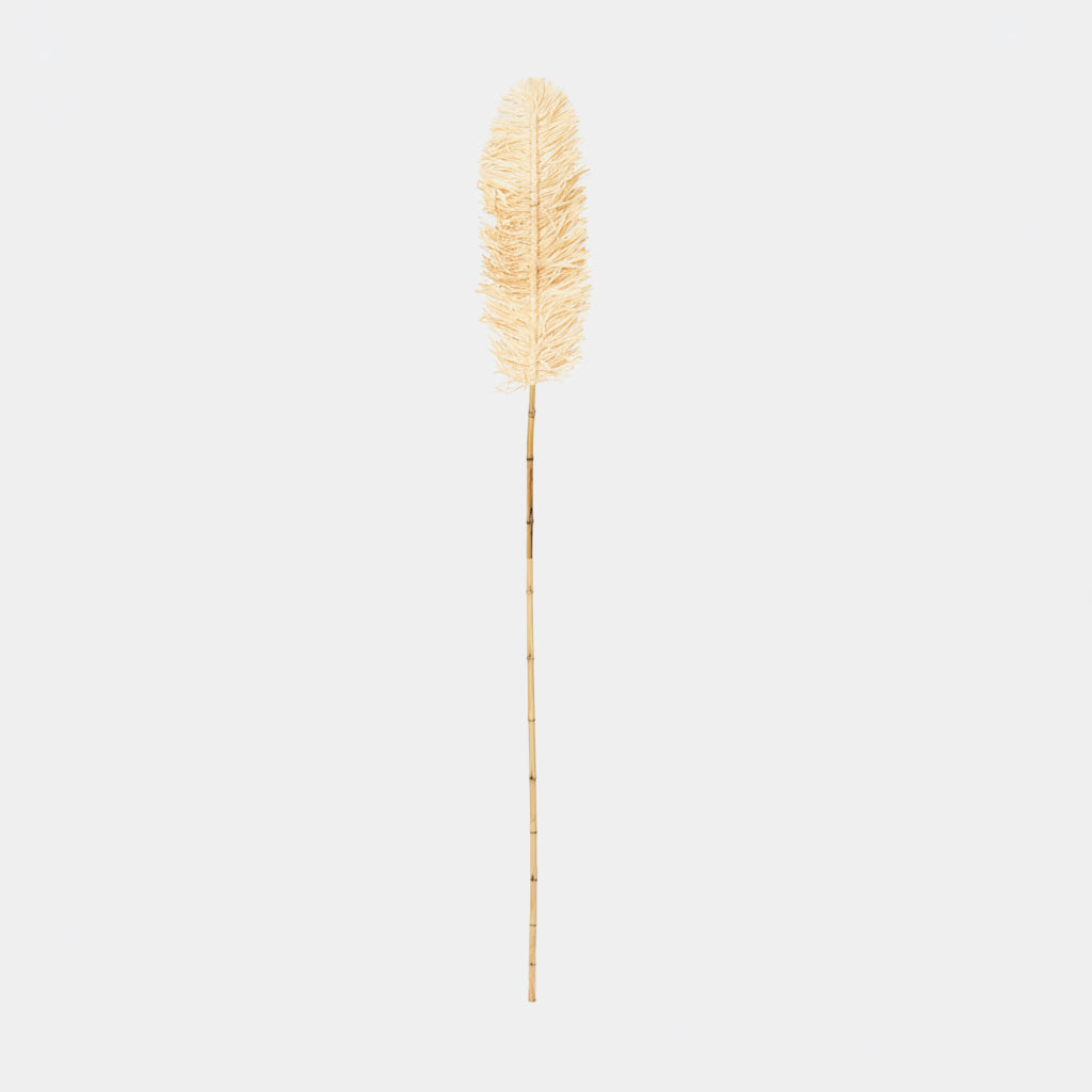 Branche sisal