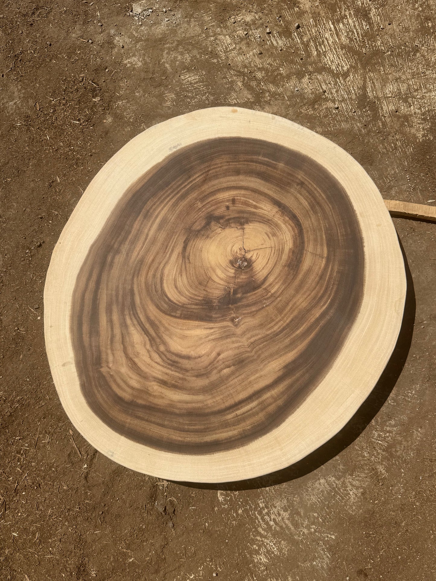 Table basse cookie en bois de suar massif 77×70×6 cm K846